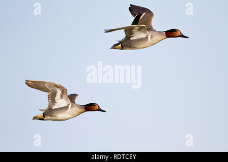 00720-00707 Green-winged Teal (Anas crecca) Männer im Flug bei zum Beispiel: Leonabelle Turnbull Vogelzentrum, Port Aransas, TX Stockfoto