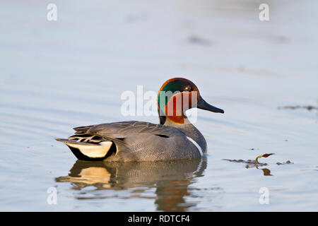 00720-00711 Green-winged Teal (Anas crecca) männlich in Feuchtgebieten bei zum Beispiel: Leonabelle Turnbull Vogelzentrum, Port Aransas, TX Stockfoto