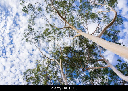 Suchen bis zu die Krone der hohen Eukalyptusbäumen; Eukalyptus Bäume wurden in Kalifornien eingeführt und sind invasive angesehen Stockfoto