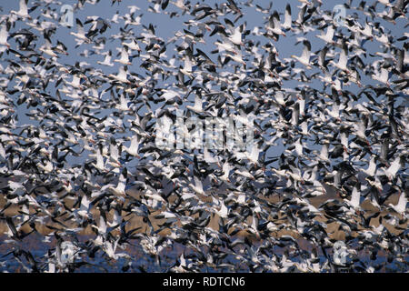 00754-01807 Schnee Gänse (Chen Caerulescens) im Flug Squaw Creek NWR MO Stockfoto