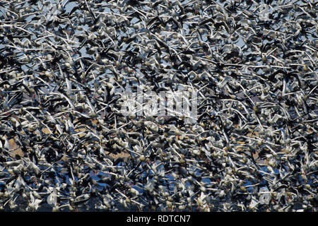 00754-02003 Schnee Gänse (Chen Caerulescens) im Flug Squaw Creek NWR MO Stockfoto