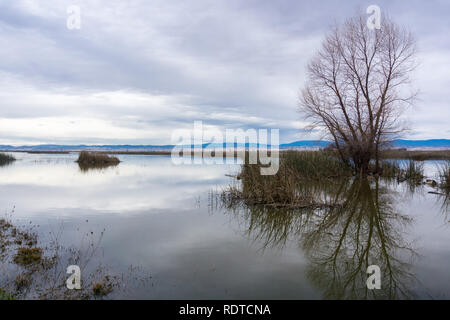 Wiederhergestellten Teiche und Sümpfe in Sacramento National Wildlife Refuge an einem bewölkten Tag, Kalifornien Stockfoto