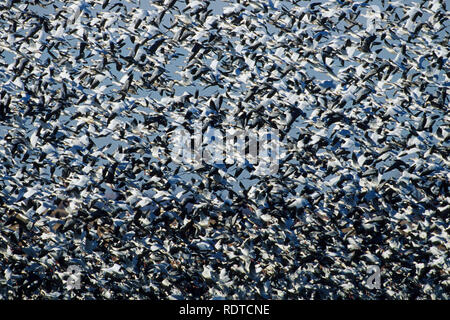 00754-02012 Schnee Gänse (Chen Caerulescens) im Flug Squaw Creek NWR MO Stockfoto