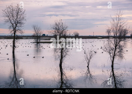 Sonnenuntergang über den Sümpfen von Llano Seco Einheit Wildlife Refuge, Sacramento National Wildlife Refuge, Kalifornien Stockfoto