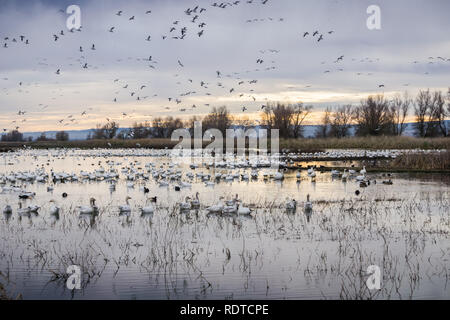 Herden von Schnee Gänse in der seichten Teichen von colusa Wildlife Refuge; Sacramento National Wildlife Refuge, Kalifornien Stockfoto
