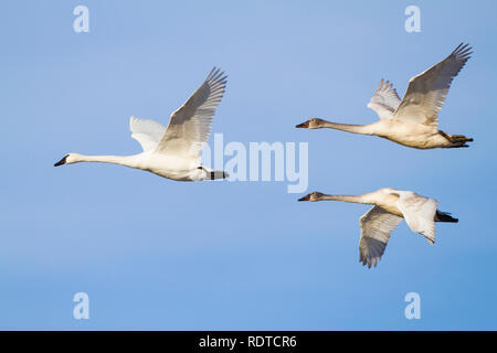 00758-00912 Trumpeter Swans (Cygnus buccinator) im Flug, Riverlands wandernden Vogelschutzgebiet, MO Stockfoto