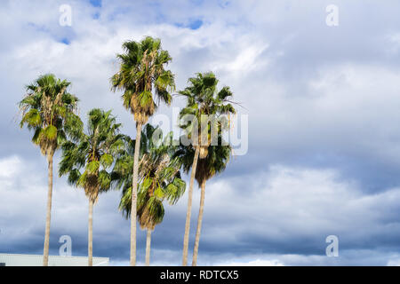 Palmen an bewölkten Himmel Hintergrund Stockfoto