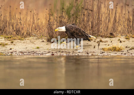 Skulking Weißkopfseeadler (Haliaeetus leucocephalus) im pazifischen Nordwesten Stockfoto