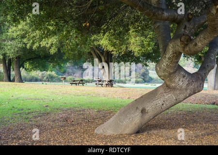 Picknicktische unter alten live oak Bäume entfernt, Rancho San Antonio County Park, South San Francisco, Cupertino, Kalifornien Stockfoto