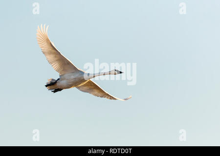 00758-01709 Trompeter Schwan (Cygnus buccinator) im Flug Riverlands Zugvogel Wallfahrtskirche St. Charles Co., MO Stockfoto