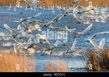 00758-02009 Trumpeter Swans (Cygnus buccinator) weg vom Feuchtgebiet Riverlands Zugvogel Wallfahrtskirche St. Charles Co., MO Stockfoto