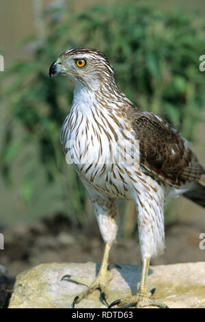 00784-00115 Cooper's Habicht (Accipiter cooperii) unreife Starr Co.TX Stockfoto