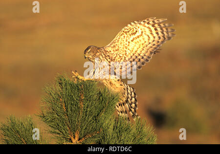 00785-003.16 Nördlichen Habicht (Accipiter gentilis) unreife Landung auf Pine Tree, CO Stockfoto