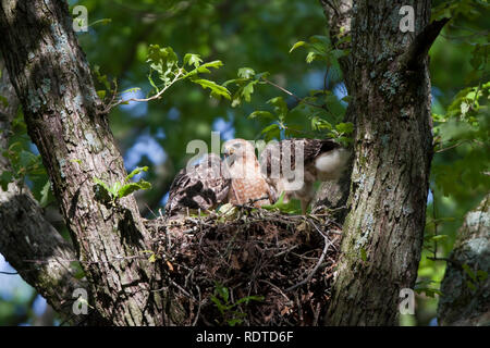 00794-00608 Rot - geschulterten Falken (Buteo lineatus) Erwachsenen und Jungen im Nest, Marion Co., IL Stockfoto