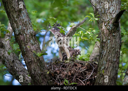 00794-00701 Rot - geschulterten Falken (Buteo lineatus) Nestlinge im Nest Ausübung Flügel, Marion Co., IL Stockfoto