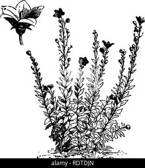 . Gartenbau. Anmerkungen und Vorschläge auf Rasen und Rasen Pflanzen - - Festlegung und Anordnung von Land Orte, große und kleine Parks, Friedhof Plots und Bahnhof Rasen - Laub- und immergrüne Bäume und Sträucher - der Hardy Grenze - Beetpflanzen - iraklions etc. Gartenbau. PENTSTEMON BARBATUS. Krieg. torreyi,) Pentsterroon colxxia ist eine frühe Sorte blühen in Summe-mer und auch Pentstemon harbatun, div. Torreyi. Tt ist sonaewhat selten. Der fingerhut - wie Blumen sind zwei inclies oder mehr lange in einem spike Lila gestreift mit Weiß. Petalostemon decuni-bens ist eine der Pret Stockfoto