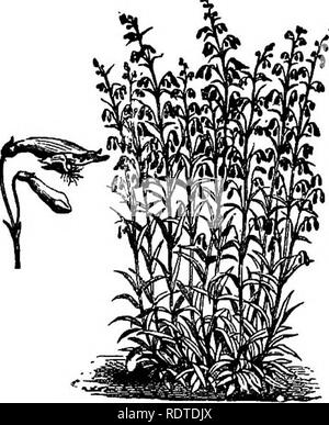 . Gartenbau. Anmerkungen und Vorschläge auf Rasen und Rasen Pflanzen - - Festlegung und Anordnung von Land Orte, große und kleine Parks, Friedhof Plots und Bahnhof Rasen - Laub- und immergrüne Bäume und Sträucher - der Hardy Grenze - Beetpflanzen - iraklions etc. Gartenbau. Garten Blumen. 189. PENTSTEMON BARBATUS. Krieg. torreyi,) Pentsterroon colxxia ist eine frühe Sorte blühen in Summe-mer und auch Pentstemon harbatun, div. Torreyi. Tt ist sonaewhat selten. Der fingerhut - wie Blumen sind zwei inclies oder mehr lange in einem spike Lila gestreift mit Weiß. Petalostemon decuni - werden. Stockfoto
