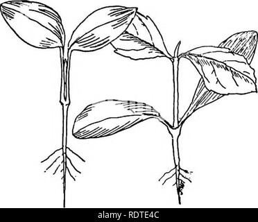 . Die Lampe Buch; oder, Bauchigen und knötchenförmige Anlagen für die Open Air, Herd, und Gewächshaus, mit Angaben wie Beschreibungen, Kultur, Vermehrung, etc., von Pflanzen aus allen Teilen der Welt, die Blumenzwiebeln, Knollen oder Rhizomen (Orchideen ausgeschlossen). Die Glühbirnen (Pflanzen). LIA DIE LAMPE BUCH DAHLIA, Ling und die überflüssigen Triebe, dünn über Februar oder März, im häufigen Gebrauch der Hacke und hing mit Gülle, füttert er auch ilants Wenn in Blüte schwach Gülle oder ich zwei Mal pro Woche kommen, vor allem in der heißen Jahreszeit. Und er lässt es nicht zu, dass ich. nt alle seine Knospen zu entwickeln. Nur die Besten der Stockfoto