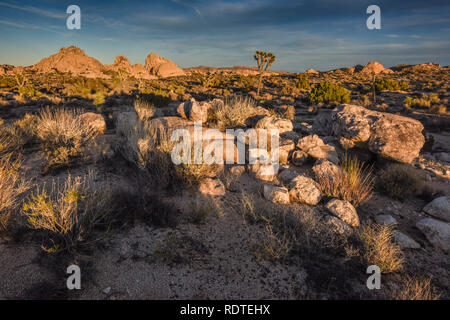 Joshua Tree National Park, Twenty-Nine Palms, 29 Palms, Kalifornien, USA Stockfoto