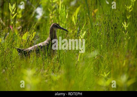 00874-001.01 König Rail (Rallus elegans) in Feuchtgebieten, Prairie Ridge SNA, Marion Co.IL Stockfoto