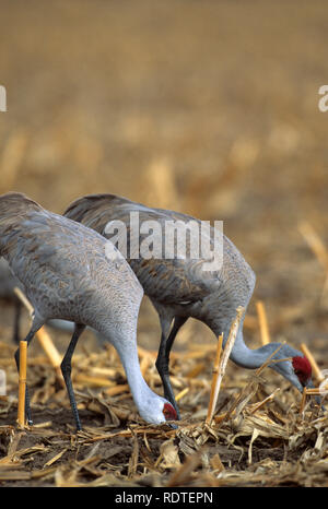 00882-02307 Kanadakraniche (Grus candensis) Ernährung im Maisfeld in der Nähe von Kearney NE Stockfoto