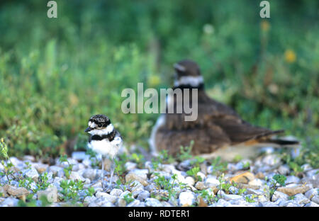 00895-01018 Killdeer (Charadrius vociferus) Juvenal mit Erwachsenen im Hintergrund. Marion Co.IL Stockfoto