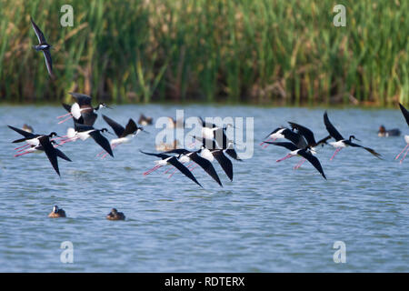 00904-01013 Black-necked Stelzenläufer (Himantopus mexicanus) im Flug zum Beispiel: Leonabelle Turnbull Vogelzentrum, Port Aransas, TX Stockfoto