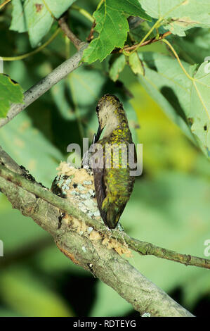 01162-00512 Ruby-throated hummingbird (Archilochus colubris) weibliche Fütterung Nestlinge IL Stockfoto
