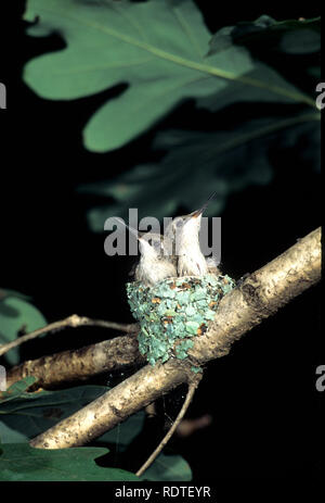 01162-021.01 Ruby-throated hummingbird (Archilochus colubris) Nestlinge, Marion Co.IL Stockfoto