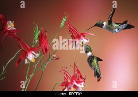 01162-071.07 Ruby-throated Kolibris (Archilochus colubris) Männer auf Crimson Star Akelei (Aquilegia x hybrida) IL Stockfoto