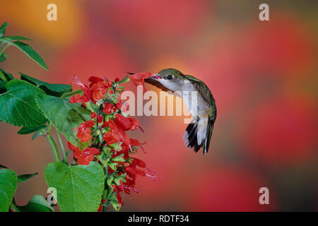 01162-106.18 Ruby-throated hummingbird (Archilochus colubris) auf Scarlet Salbei (Salvia coccinea) Marion Co.IL Stockfoto