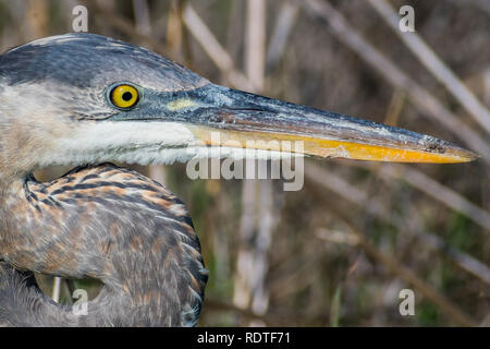 In der Nähe von Great Blue Heron (Ardea herodias) Kopf, San Francisco Bay Area, Kalifornien Stockfoto