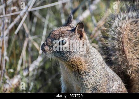 In der Nähe der Jugendlichen Erdhörnchen, Shoreline See und Park, Mountain View, San Francisco Bay Area, Kalifornien Stockfoto