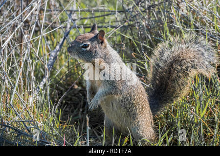 In der Nähe der Jugendlichen Erdhörnchen, Shoreline See und Park, Mountain View, San Francisco Bay Area, Kalifornien Stockfoto