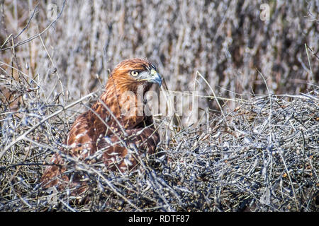 Red-tailed Hawk (Buteo Jamaicensis) sitzen unter trockenen Büschen, auf der Suche nach Beute, Sunnyvale, San Francisco Bay Area, Kalifornien Stockfoto