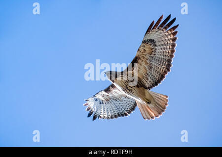 Flying Red-tailed Hawk (Buteo Jamaicensis), blauer Himmel, Sacramento National Wildlife Refuge, Kalifornien Stockfoto