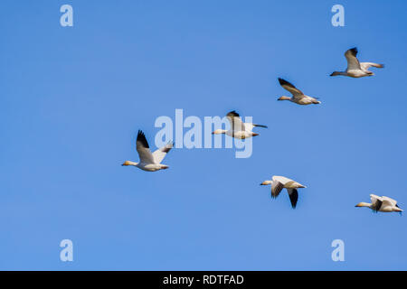 Eine fliegende Gruppe von Schnee Gänse (Chen Caerulescens); blauer Himmel Hintergrund; die Sacramento National Wildlife Refuge, Kalifornien Stockfoto