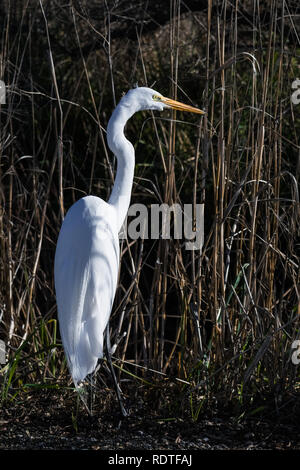 Silberreiher (Ardea alba) die Jagd in den Sümpfen von colusa Wildlife Refuge, Sacramento National Wildlife Refuge, Kalifornien; dunklen Hintergrund Stockfoto