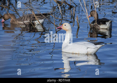 Migration von Snow Goose (Chen Caerulescens) Schwimmen auf einem Teich in der Sacramento National Wildlife Refuge, Kalifornien Stockfoto