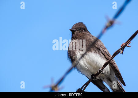 Schwarz Phoebe sitzt auf einem Stacheldraht, blauer Himmel, Kalifornien Stockfoto
