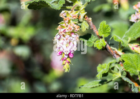 Ribes malvaceum (Chaparral Johannisbeere), San Francisco Bay Area, Kalifornien Stockfoto