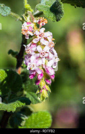 Ribes malvaceum (Chaparral Johannisbeere), San Francisco Bay Area, Kalifornien Stockfoto