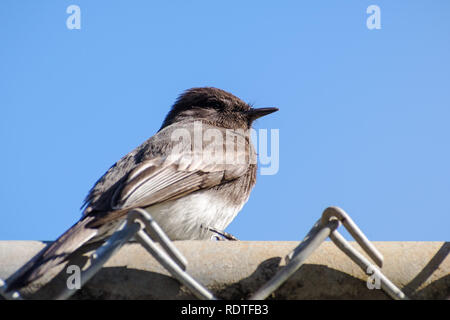 Schwarz Phoebe auf einem Zaun auf einem blauen Himmel Hintergrund sitzen, Kalifornien Stockfoto