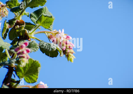 Ribes malvaceum (Chaparral Johannisbeere) Blumen auf einem blauen Himmel Hintergrund, San Francisco Bay Area, Kalifornien Stockfoto