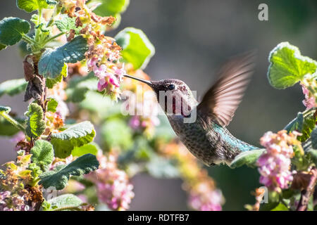 Kleine Anna's Kolibri Nektar trinken aus einem Ribes malvaceum (Chaparral Johannisbeere) Blüte, San Francisco Bay Area, Kalifornien Stockfoto