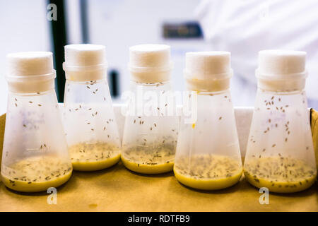 Durchstechflaschen mit Fruchtfliegen; der Fruchtfliege (Drosophila melanogaster) wird weiterhin für die biologische Forschung in der Genetik, Physiologie verwendet werden, mic Stockfoto