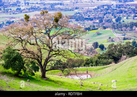 Große Eiche wächst auf den Hügeln von Coyote See Harvey Bear Ranch County Park, South Valley und Gilroy im Hintergrund, South San Francisco Bay Stockfoto