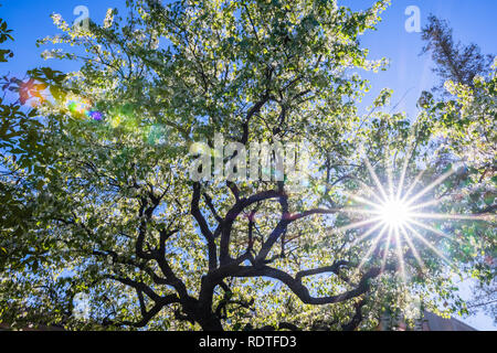 Helles Sonnenlicht durch das Laub eines Baumes in der Blüte, Kalifornien leuchtendes; Feder Konzept Stockfoto