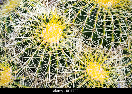 In der Nähe von Golden barrel Kaktus, San Francisco Bay Area, Kalifornien Stockfoto
