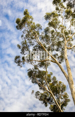 Nach oben in die Krone eines großen Eukalyptusbaum; Eukalyptus Bäume wurden in Kalifornien eingeführt und sind invasive angesehen Stockfoto